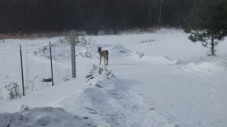 Deer in the Farmhouse yard.