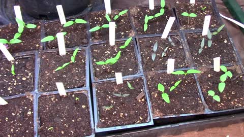 When You Should Start Your Pepper Seedlings Indoors