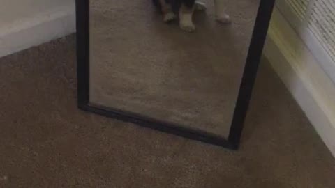 Puppy sees reflection for the first time