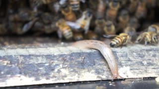 SHOCKING - Slug visits the honeybees!!!