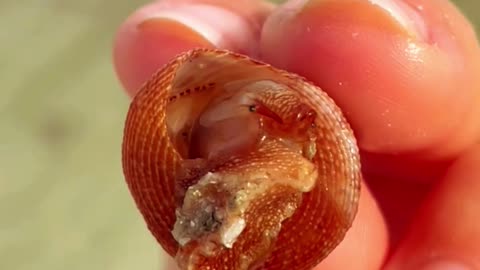 It’s very rare to find a Top snail alive. This one is called Jujube topsnail. -