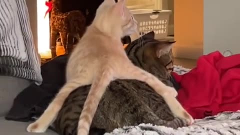 funny and Cute Cats Videos #113