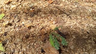 Sri lankan millipedes ( Hakaralla )