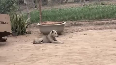 Funny Dog Video 🐶 Prank Dog with Fake Tiger Prank 🐕