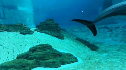 Trip Inside Under Water Aquarium Dolphins