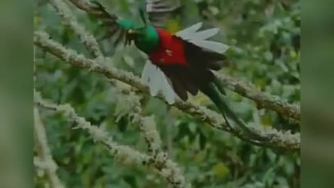 The resplendent quetzal,