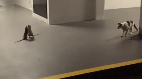 Mulher filma briga entre 2 ratos com o gato de casa a observar