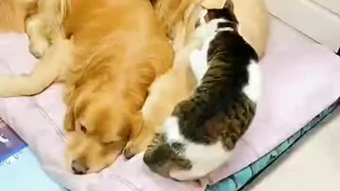 Aww!!! Cutest video of dogs and cat😍😍