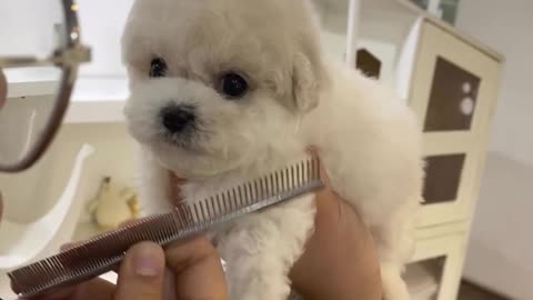 round and cute eyes and short-legged mini bichon - Teacup puppies KimsKennelUS