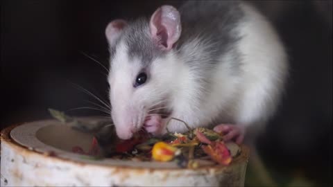 CUTE rat munching on grains