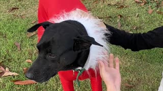 University Students Enjoy Festive Dog