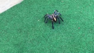 Spider scares small dog