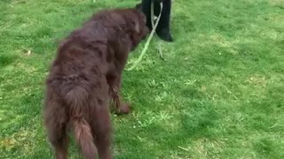 Playful puppy walks bigger dog on a leash