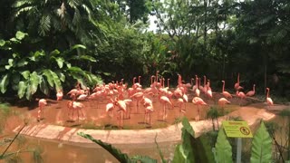 Flamingo live