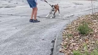 Boxer Wants to Keep Walking