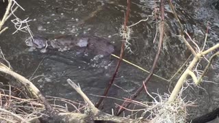 Waccamaw River Otters