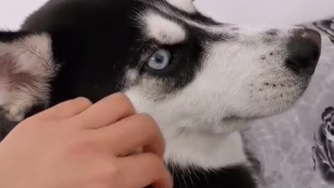 Stubborn husky knows how to sing