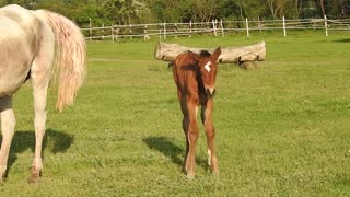 clip about foal foraging with mother