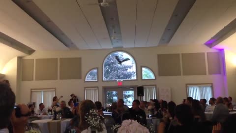 Owl Ring Bearer Literally Crashes Into Window At Wedding