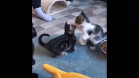 Funny dog surprised and cats playing around