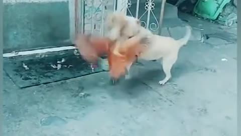OMG!!!!!!!Funny Chicken vs Dog fight