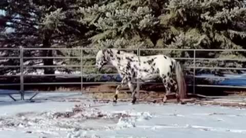 Stallion approaches human