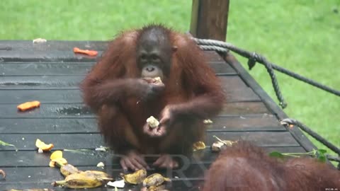 Sepilok Orangutan
