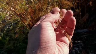 Prepping Fall Garden Beds & Cutting Back Asparagus