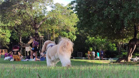 small dog in the park