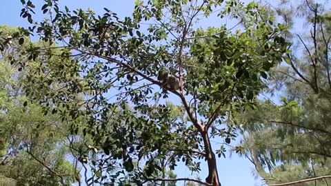 Koala in a tree