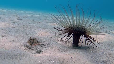 Baby Fish Diving in and out of Sand to Avoid Predators