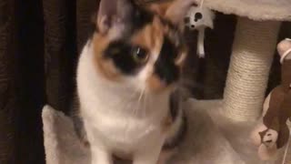 Little kitty dance moves