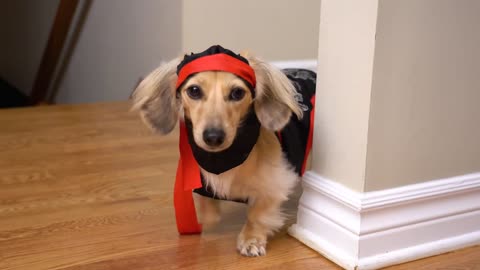 HALLOWEEN MISCHIEF - Cute & Funny Wiener Dogs Go Trick or Treating