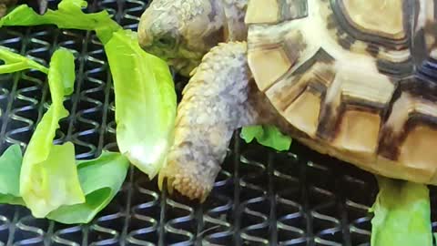 Baby Tortoise is having a snack 😍😍