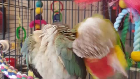 Rescued Conures Finally Get to Touch Each Other