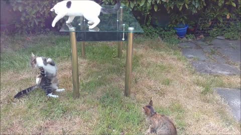 Cute cats and kitten having FUN