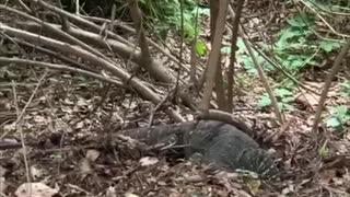 Wild Lace Monitor Eating Eggs