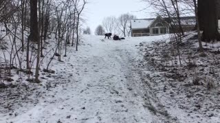 Super dog chasing sledder