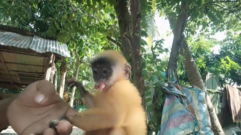My Litle monkey want to play with me