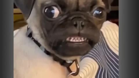 Funny Pug Wants To Show Off The Pearly White