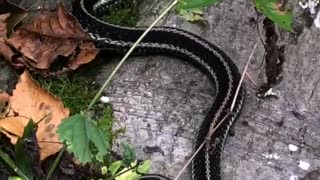 Giant Black Garter Snake Slithers Away