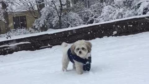 Dog fun in Pittsboro