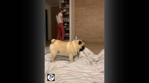 Pug funny moments video -cute pug dog video