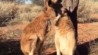 Kangaroo Buddies