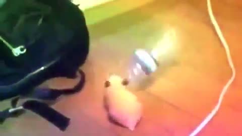 Hamster Gonzales techno dance 💕