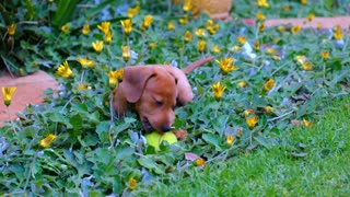 Puppy with blue eyes.