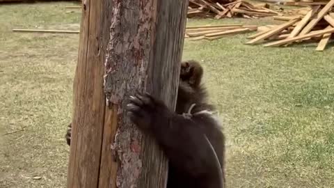 This lovely 3-month-old bear cub enters herder camp in Mongolia