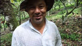 Hunting Delicious Termites in Brazilian Rainforest