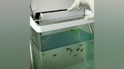 Funny Cats trying to Catch A Fish