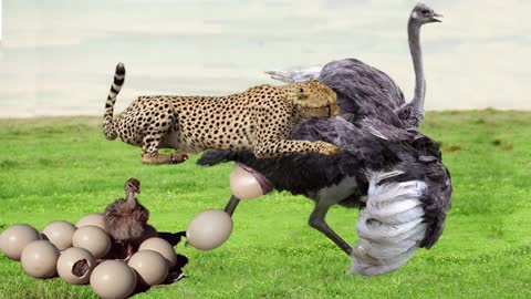 Mother ostrich fights very hard to protect her baby but to no avail! ostrich vs Cheetah vs zebra